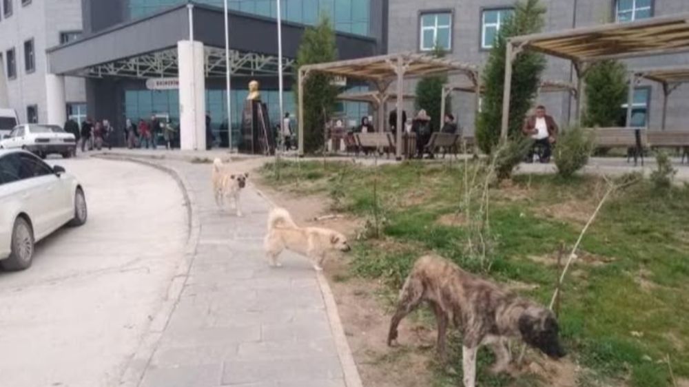 Sağlık Bakanlığı yazı gönderdi  Hastaneleri mesken tutan Başıboş köpekler için yeni adım! 