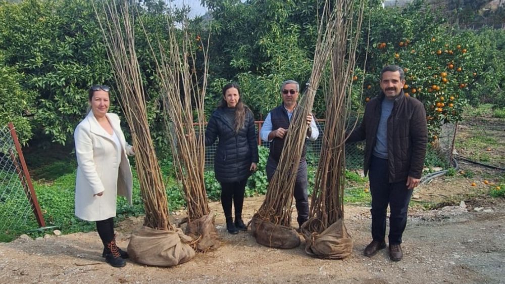 Alanya’ya İpek Böcekçiliği desteği Büyükşehir’den 7 üreticiye dut fidanı