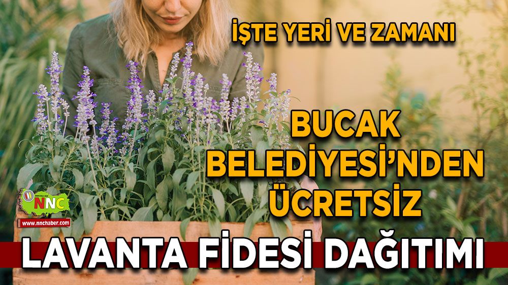 Bucak Belediyesi’nden ücretsiz lavanta fidesi dağıtımı