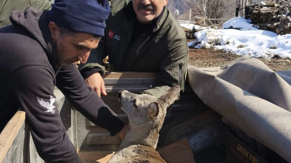 Dikenli tele takılan karaca yavrusunu ekipler kurtardı