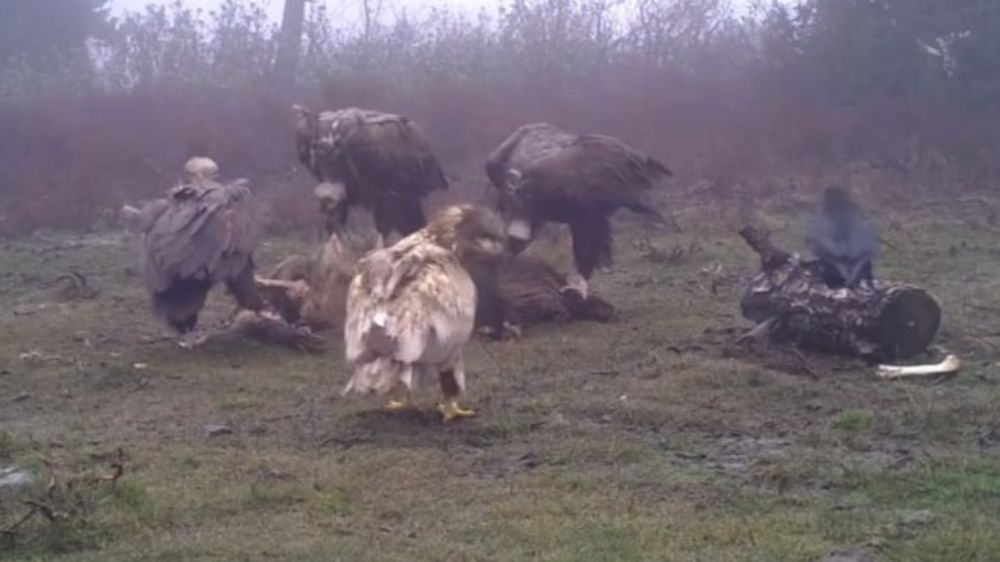 Doğanın en tehlikeli uçan avcıları birlikte görüntülendi