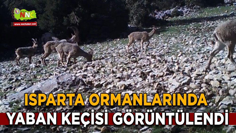 Isparta ormanlarında yaban keçisi görüntülendi