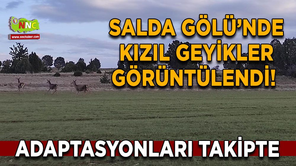 Salda Gölü’nde kızıl geyikler görüntülendi! Doğaya uyum süreci başladı