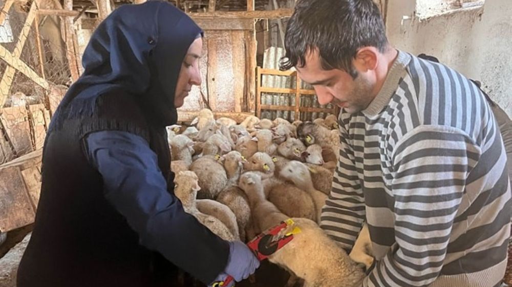  Sandıklı’da küçükbaş hayvanlar aşılanmaya başladı