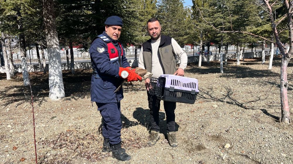 Vatandaşların bulduğu yaralı kızıl şahin koruma altına alındı