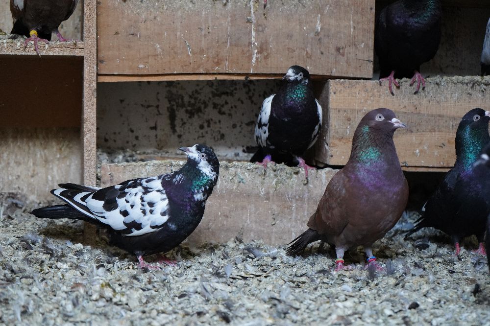 42 yıllık hobisi, profesyonel tesise dönüştü; 'güvercin apartı' kurdu
