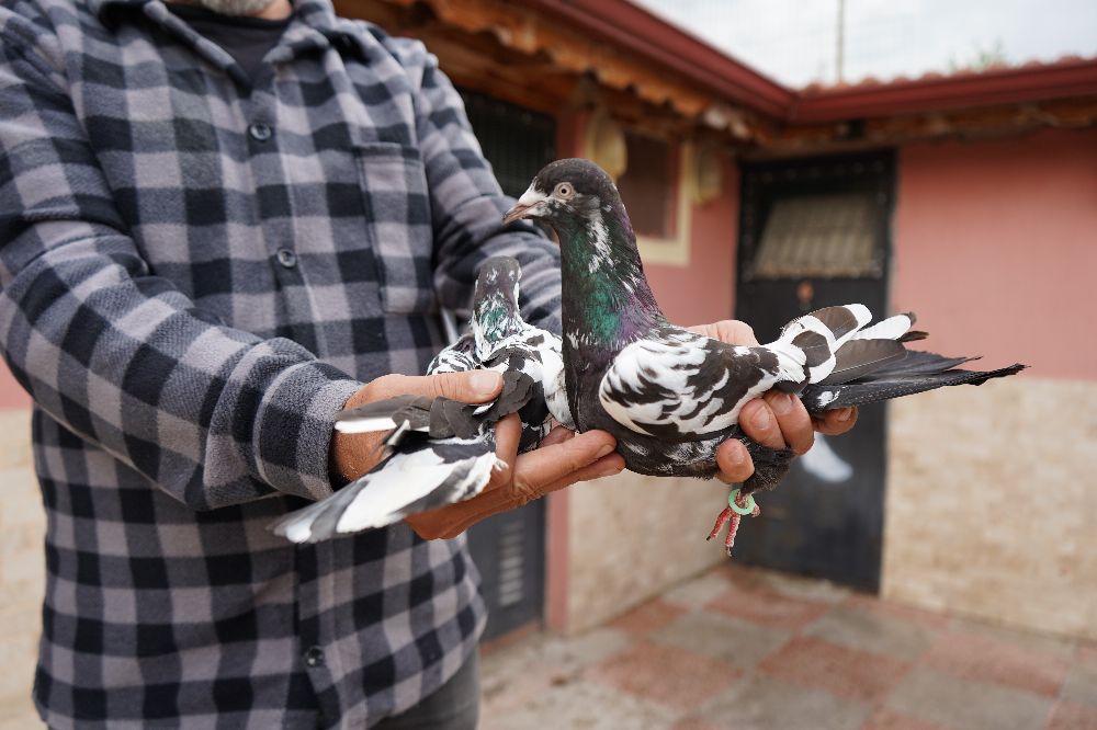 42 yıllık hobisi, profesyonel tesise dönüştü; 'güvercin apartı' kurdu