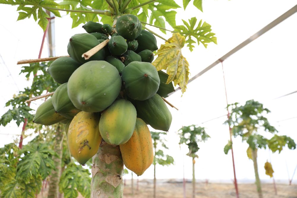 Başkan Özçelik: "Tropikal meyve seramız tarımsal turizm ve eğitimine katkı sağlayacak"