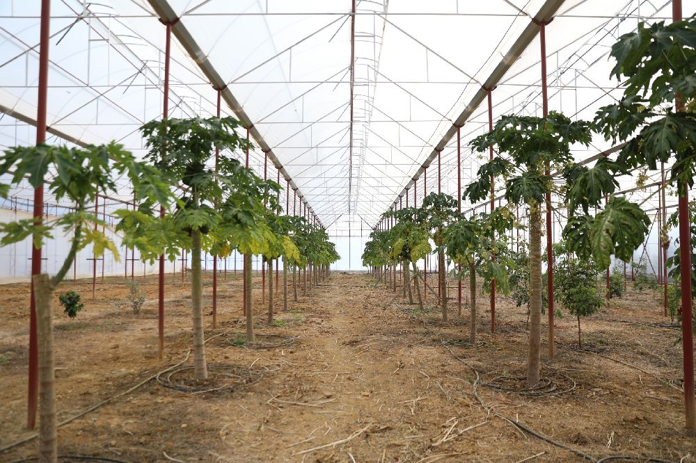 Başkan Özçelik: "Tropikal meyve seramız tarımsal turizm ve eğitimine katkı sağlayacak"