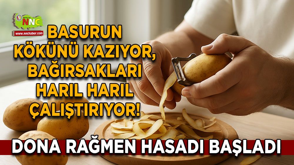 Dona rağmen hasadı başladı Basurun kökünü kazıyor, bağırsakları harıl harıl çalıştırıyor!