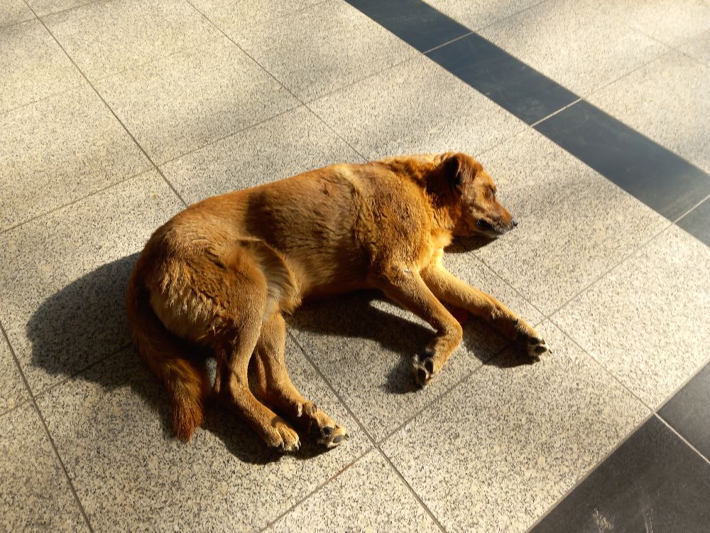 Eskişehir'de soğukta üşüyen sevimli köpekler ısınmak için otogara sığındı