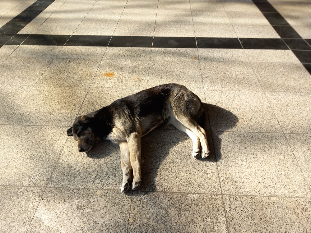 Eskişehir'de soğukta üşüyen sevimli köpekler ısınmak için otogara sığındı