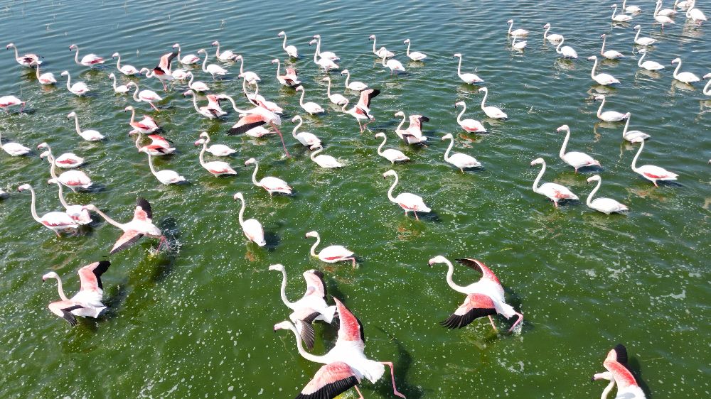  Flamingolar doğanın bahara uyanışını müjdeledi