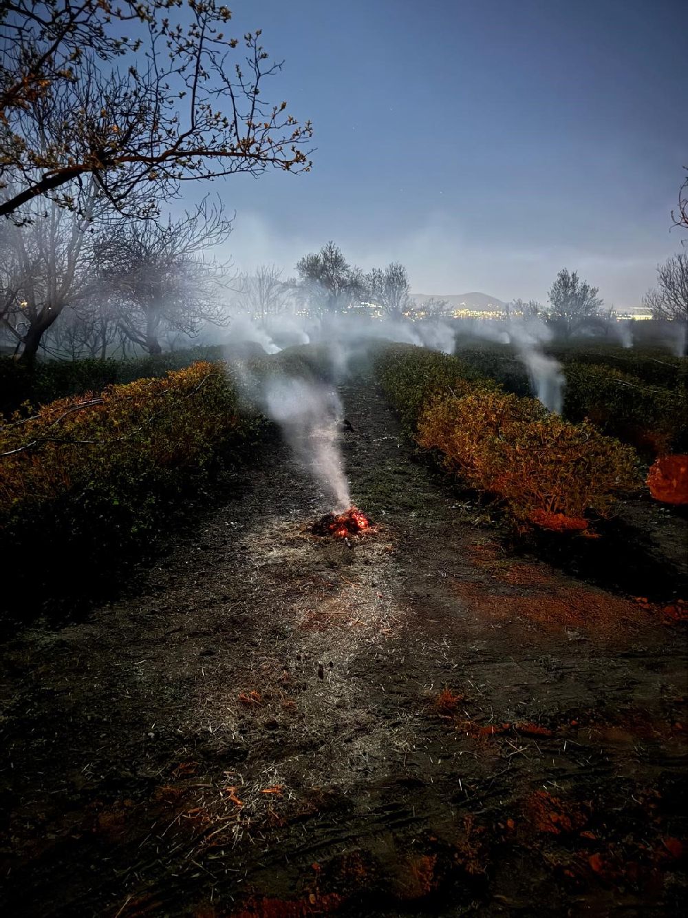 Isparta'da zirai donun bilançosu ağır oldu