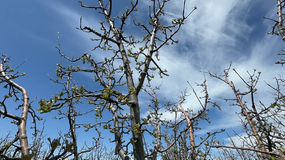 Isparta'da zirai donun bilançosu ağır oldu