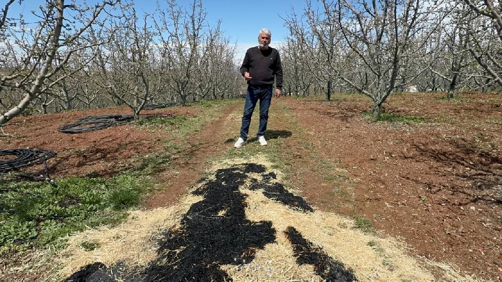 Isparta'da zirai donun bilançosu ağır oldu