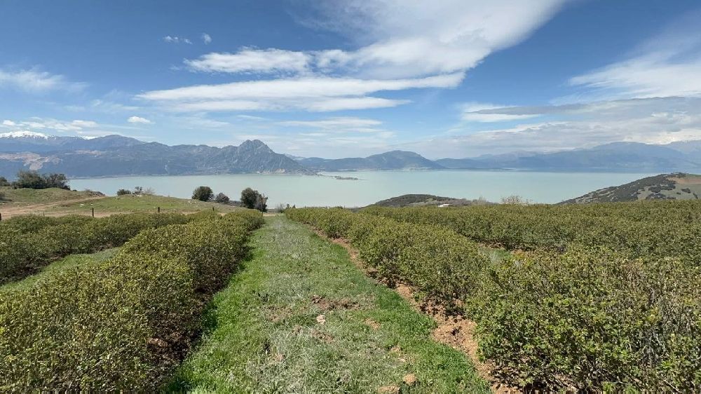 Isparta'da zirai donun bilançosu ağır oldu