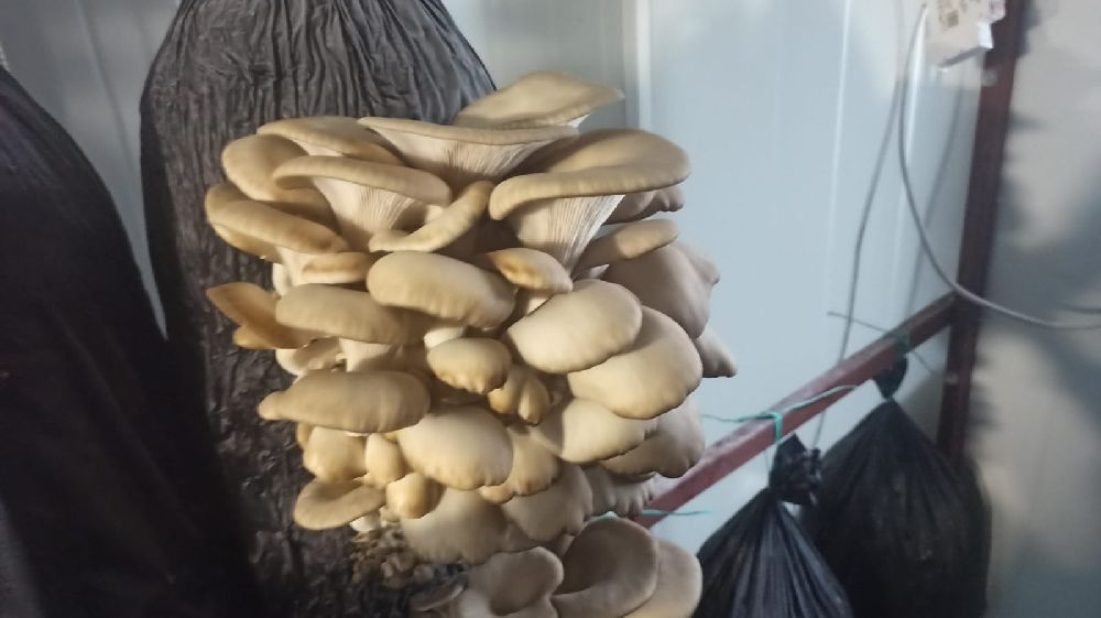 Malatyalı kadınlar konteynerde üretim yapıyor