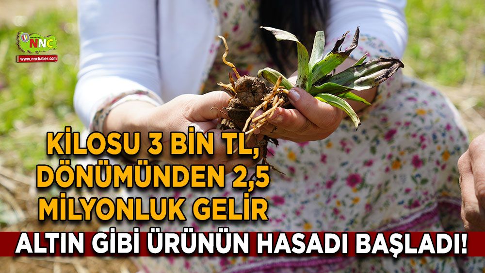 Altın gibi ürünün hasadı başladı! Kilosu 3 bin TL, dönümünden 2,5 milyonluk gelir
