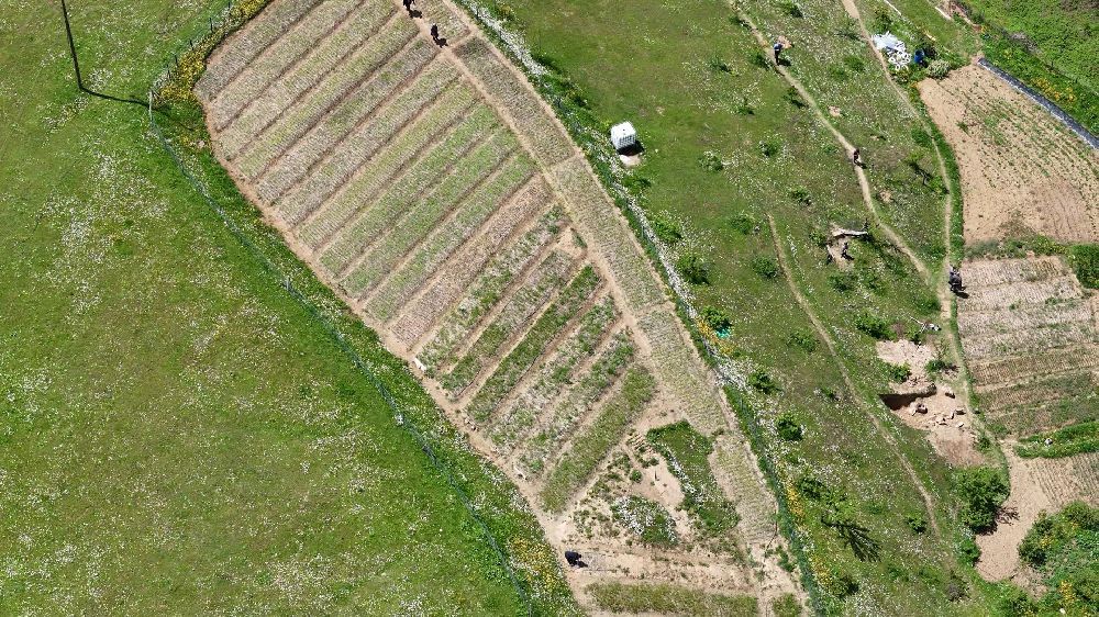 Altın gibi ürünün hasadı başladı! Kilosu 3 bin TL, dönümünden 2,5 milyonluk gelir