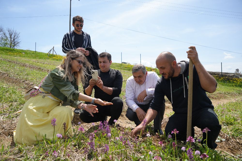 Altın gibi ürünün hasadı başladı! Kilosu 3 bin TL, dönümünden 2,5 milyonluk gelir