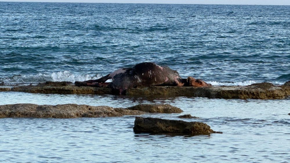 Antalya'da denizin ortasında inek leşi görenler gözlerine inanamadı
