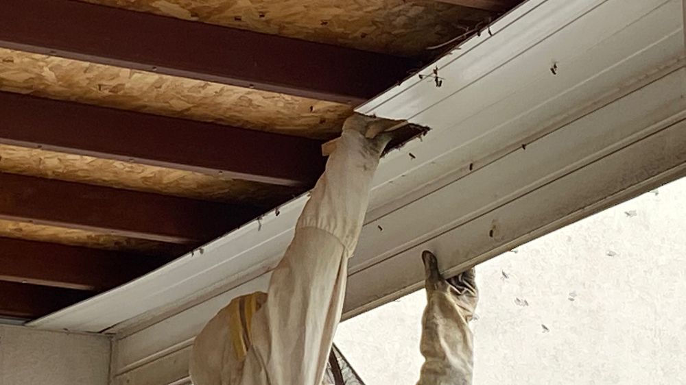 Antalya'da hastane bahçesinde oğul veren arılar toplandı