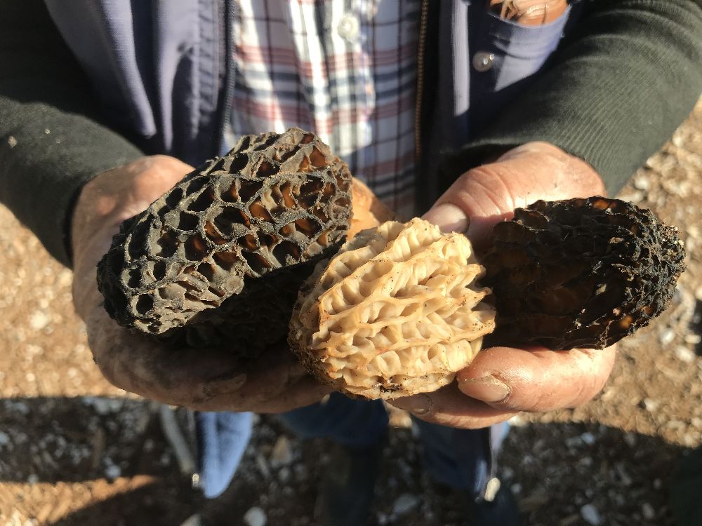 Antalya'da 'kuzugöbeği mantarı' sezonu başladı