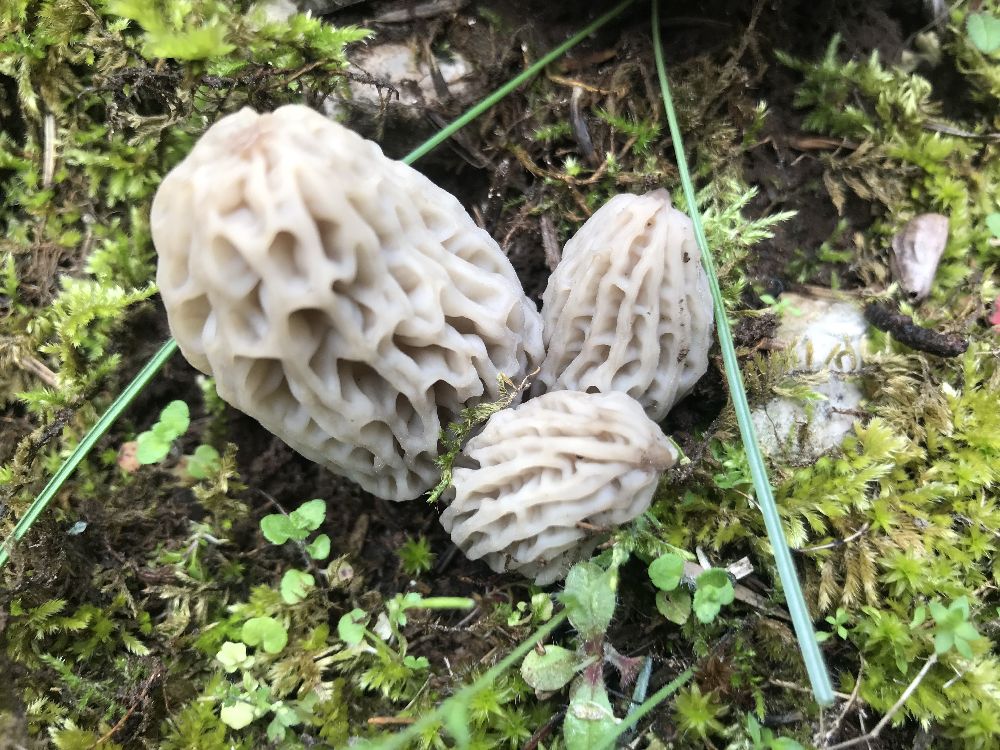 Antalya'da 'kuzugöbeği mantarı' sezonu başladı