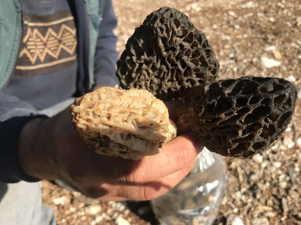 Antalya'da 'kuzugöbeği mantarı' sezonu başladı