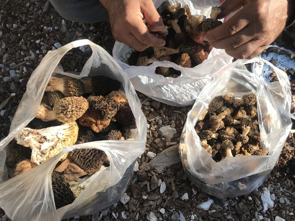 Antalya'da 'kuzugöbeği mantarı' sezonu başladı