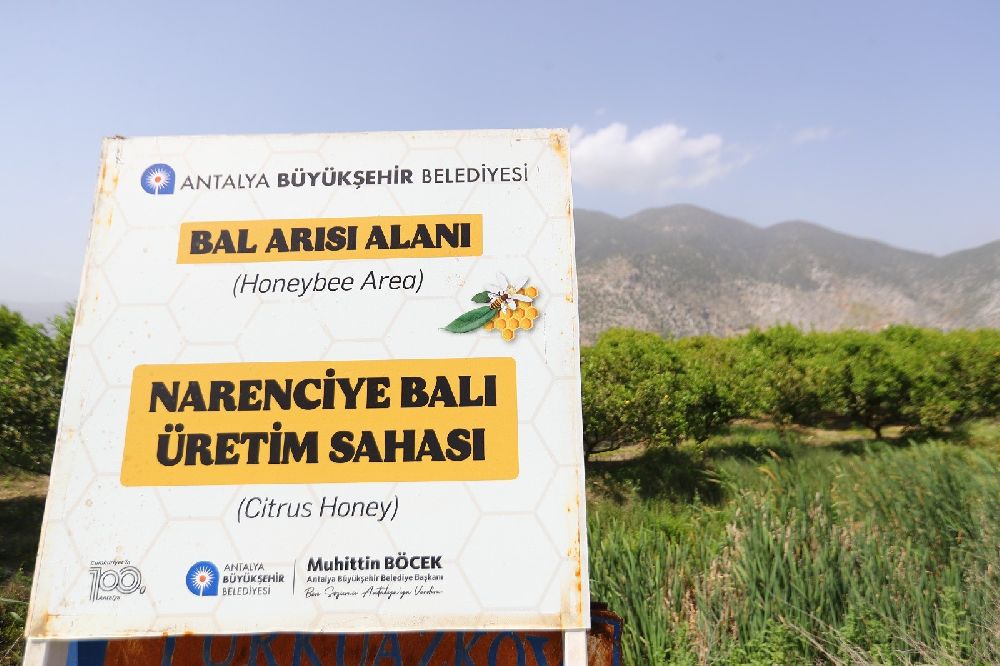 Antalya'da narenciye balı için coğrafi işaret tescil çalışması