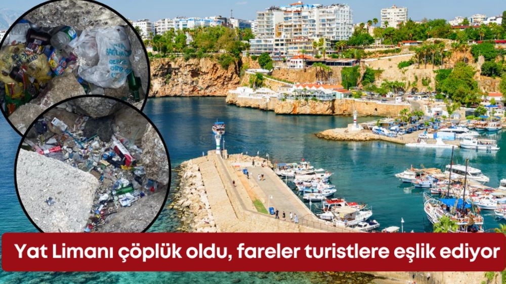  Antalya Yat Limanı çöplük oldu, fareler turistlere eşlik ediyor