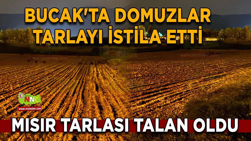 Bucak'ta domuzlar tarlayı istila etti Mısır Tarlası talan oldu