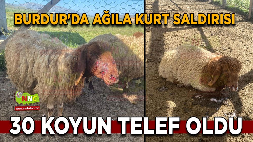 Burdur'da ağıla kurt dadandı 30 koyun telef oldu