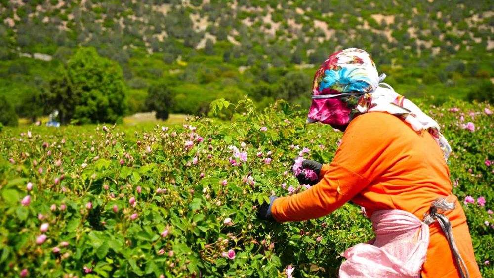 Burdur'da Küresel ısınma ve don gül üretimini vurdu, rekolte yarı yarıya düştü