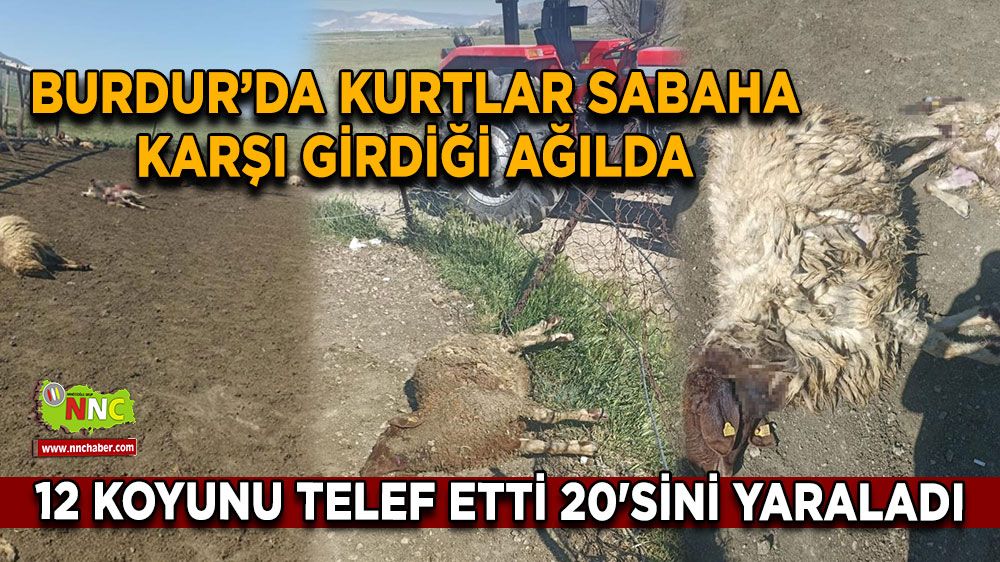 Burdur'da kurtlar sabaha karşı girdiği ağılda 12 koyunu telef etti 20'sini yaraladı