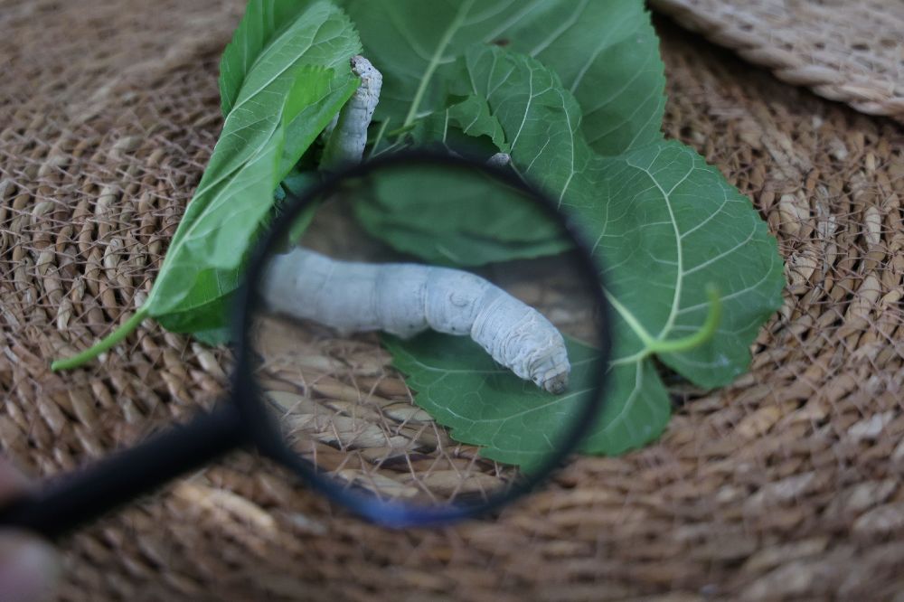 Büyükşehir çocukları ipekböceği ile tanıştırıyor