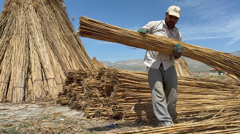  Eber Gölü'nde kamış hasadı başladı