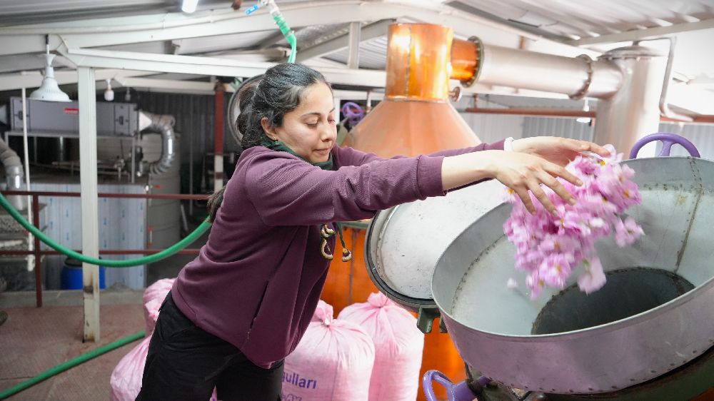 Gül hasadında şok düşüş! Burdur’da gül üreticileri iklim krizinin pençesinde