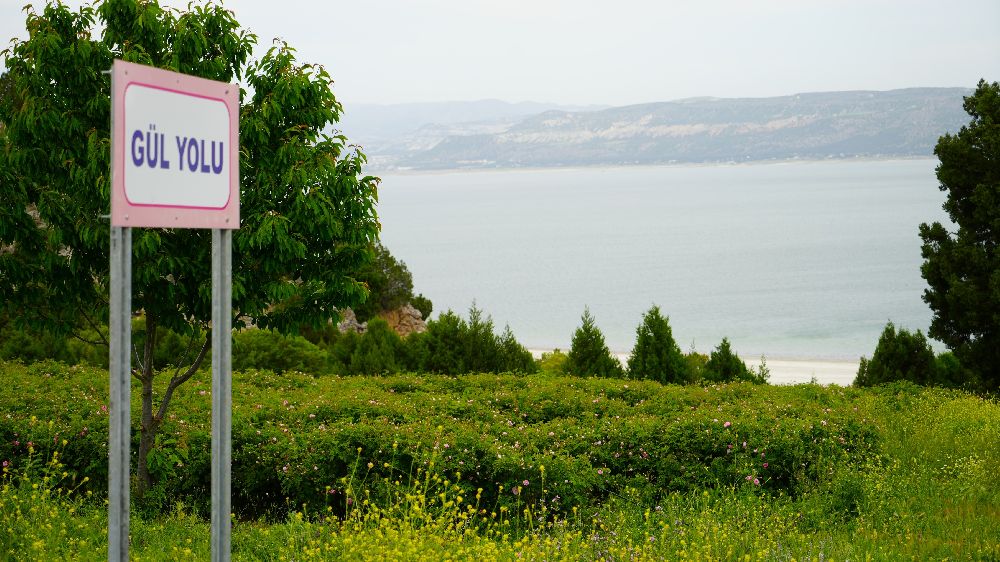 Gül hasadında şok düşüş! Burdur’da gül üreticileri iklim krizinin pençesinde