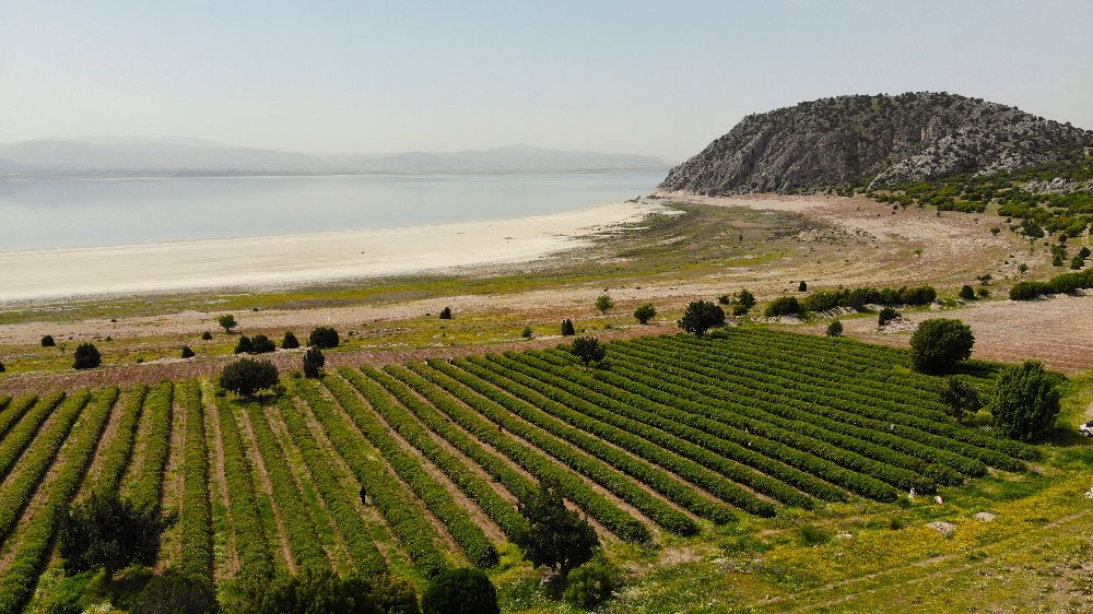 Gül hasadında şok düşüş! Burdur’da gül üreticileri iklim krizinin pençesinde