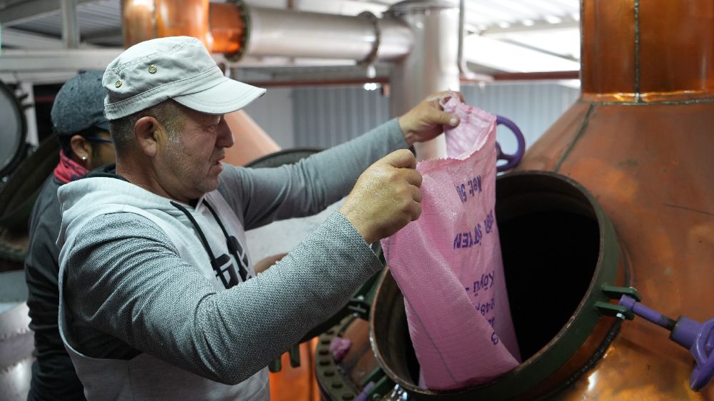 Gül hasadında şok düşüş! Burdur’da gül üreticileri iklim krizinin pençesinde