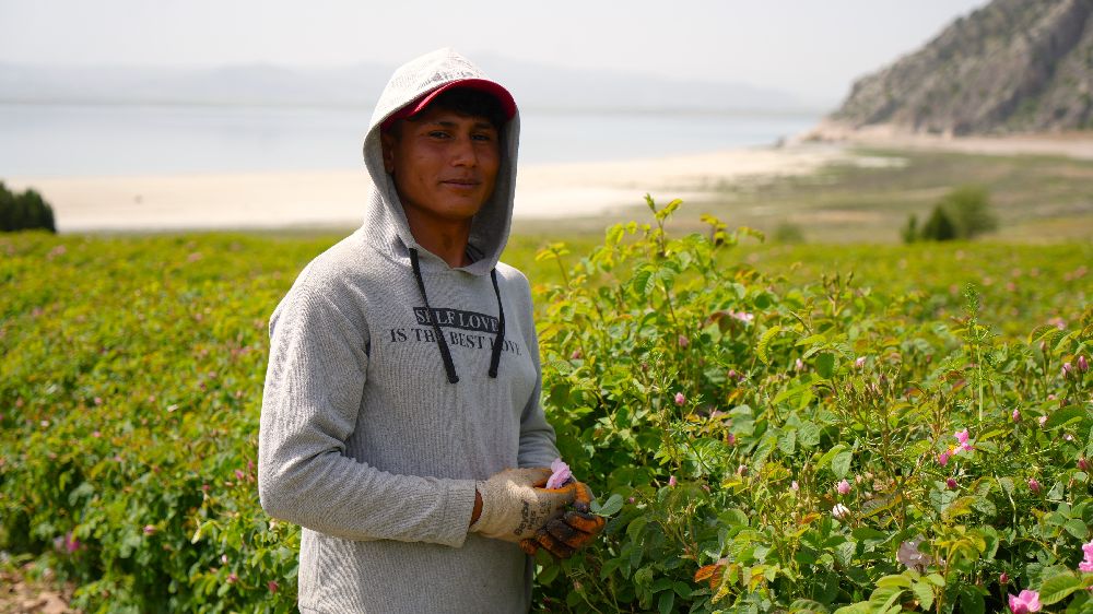 Gül hasadında şok düşüş! Burdur’da gül üreticileri iklim krizinin pençesinde