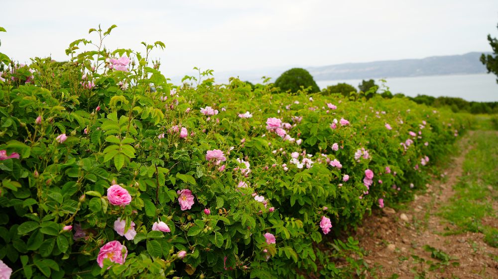 Gül hasadında şok düşüş! Burdur’da gül üreticileri iklim krizinin pençesinde