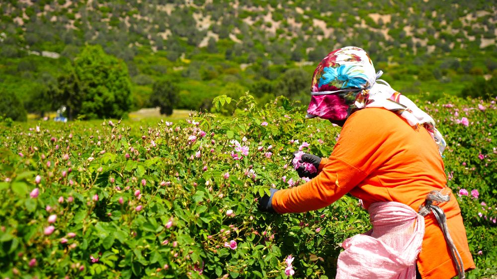 Gül hasadında şok düşüş! Burdur’da gül üreticileri iklim krizinin pençesinde