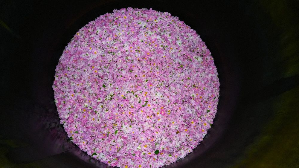 Gül hasadında şok düşüş! Burdur’da gül üreticileri iklim krizinin pençesinde