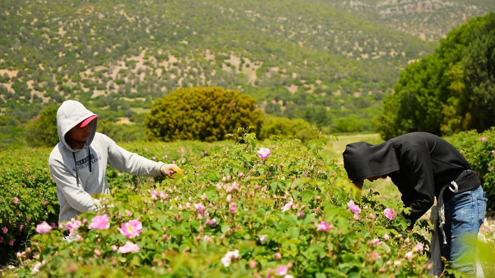 Gül hasadında şok düşüş! Burdur’da gül üreticileri iklim krizinin pençesinde