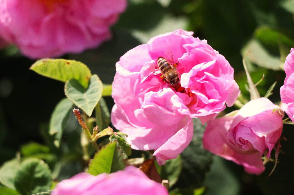 Gül hasadında şok düşüş! Burdur’da gül üreticileri iklim krizinin pençesinde