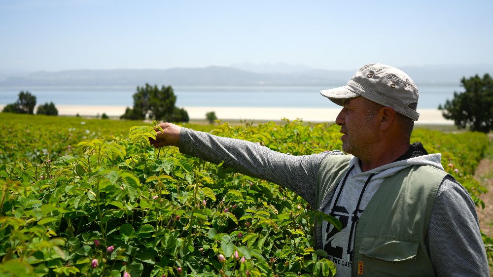 Gül hasadında şok düşüş! Burdur’da gül üreticileri iklim krizinin pençesinde